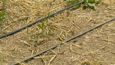 Farmer uses drip tape to combat lack of rain
